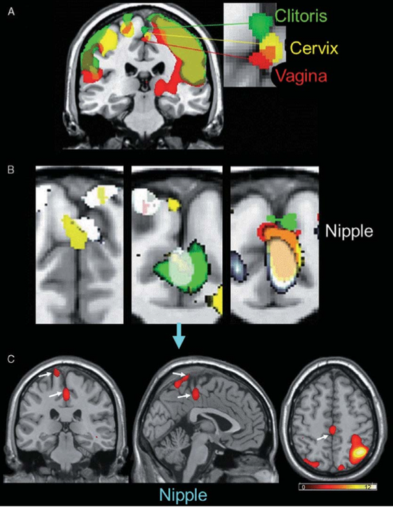 genital-brain-map-110803