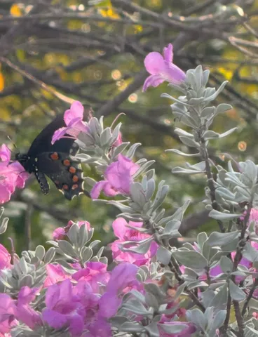 The Seductress Next Door