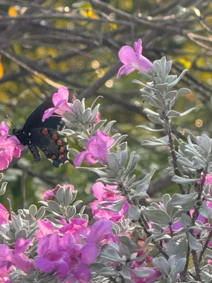 The Seductress Next Door