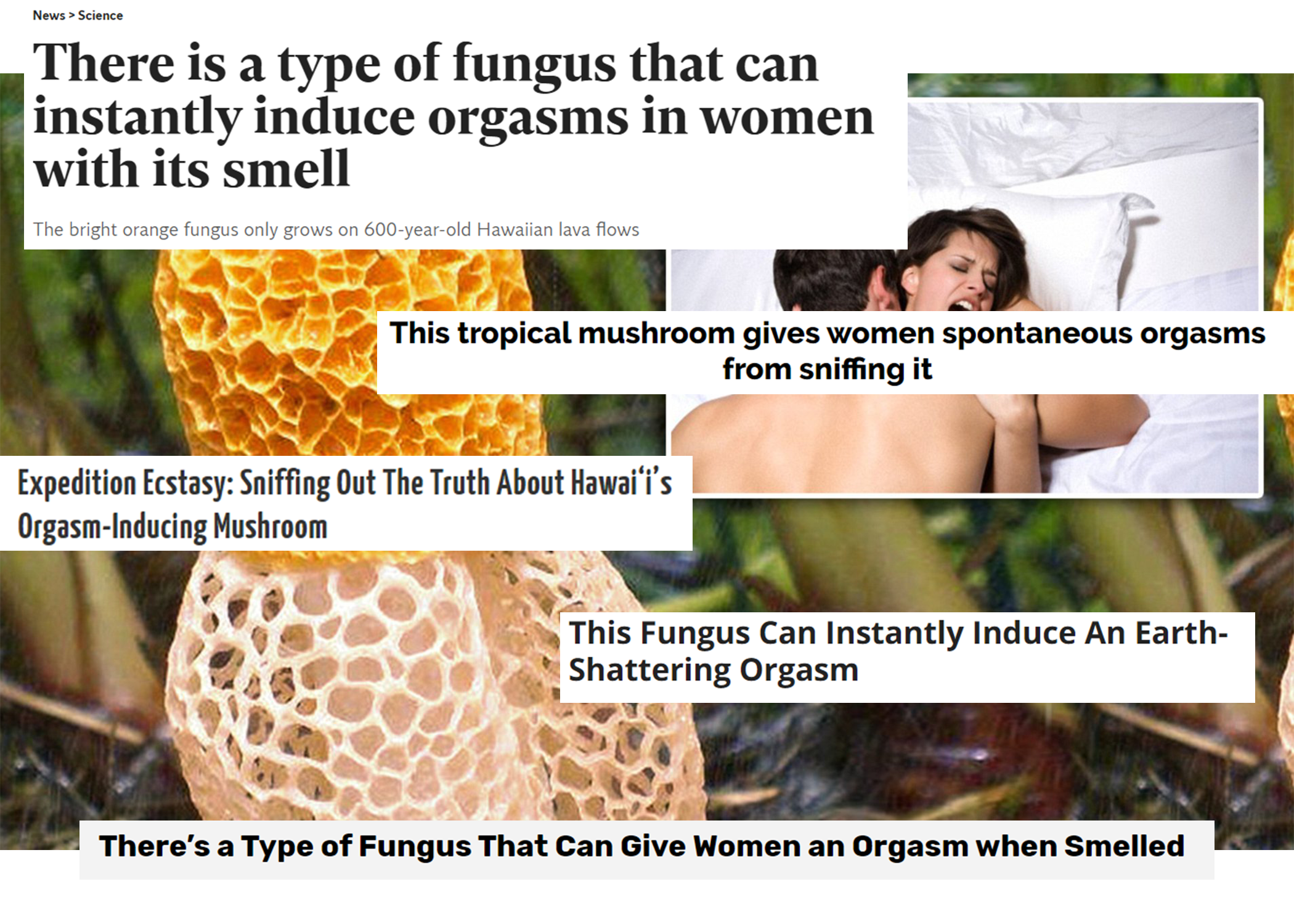 Strange Sex Saturday &ndash; &nbsp;Fungasum &ndash; Mushrooms that make women cum