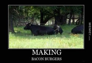 funny-pig-cow-sex-bacon-burgers