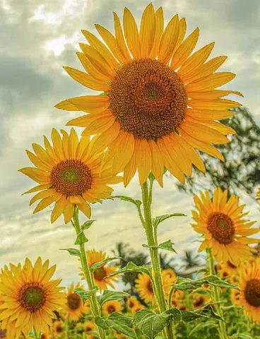 YOUNG SUBMISSIVE LOVES OLDER MEN