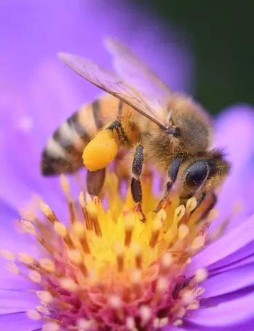 Honeybee Butterfly