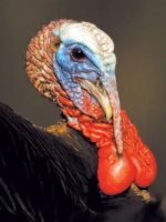 A Tarot Medium and A Listed Certified Master Psychic