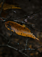 Beltane Samhain Meter Reader Beltane Samhain Meter Reader