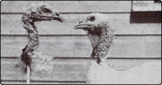Sexually Attracting Turkeys experiment
