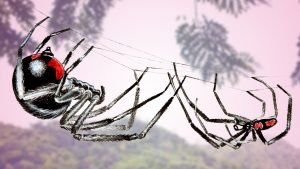 dnews--2261--3-things-that-make-spider-sex-horrifying--large_thumb