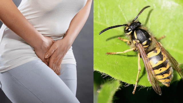 Oak Galls to Strengthen your Lady Walls