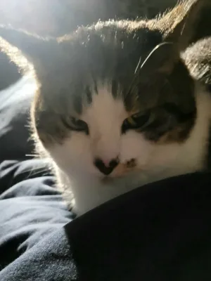 Sunshynn
