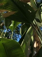 DomMami