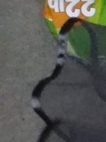 ttm1085519