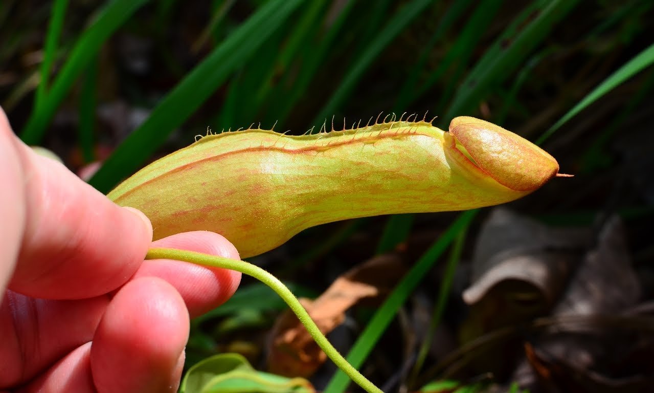 The Penis Fly Trap and Other Penis Plants
