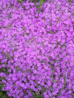 SISSYFAG123456 Profile Image