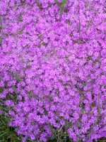 SISSYFAG123456 Profile Image