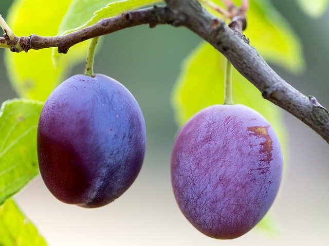 plums